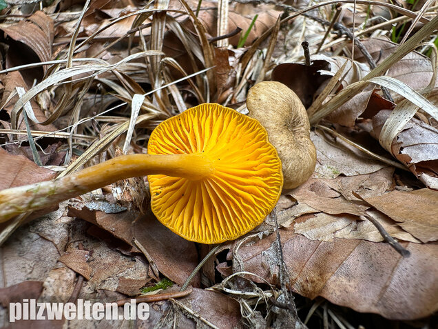 Gelbblättriger Holznabeling, Chrysomphalina chrysophylla