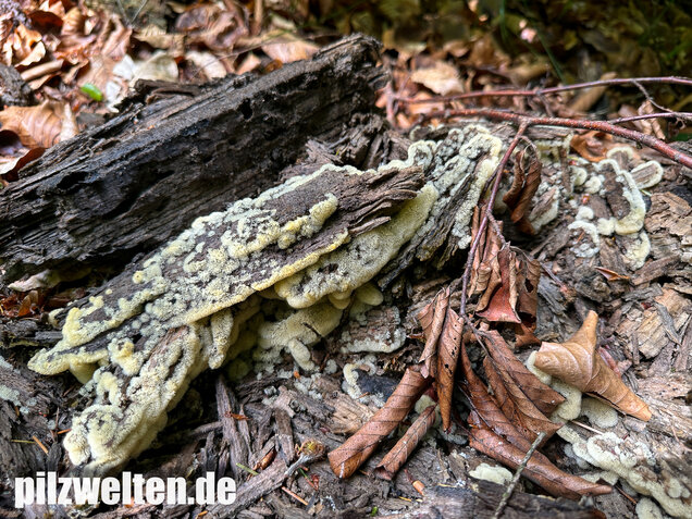 Geweihförmiger Schleimpilz, Ceratiomyxa fruticulosa