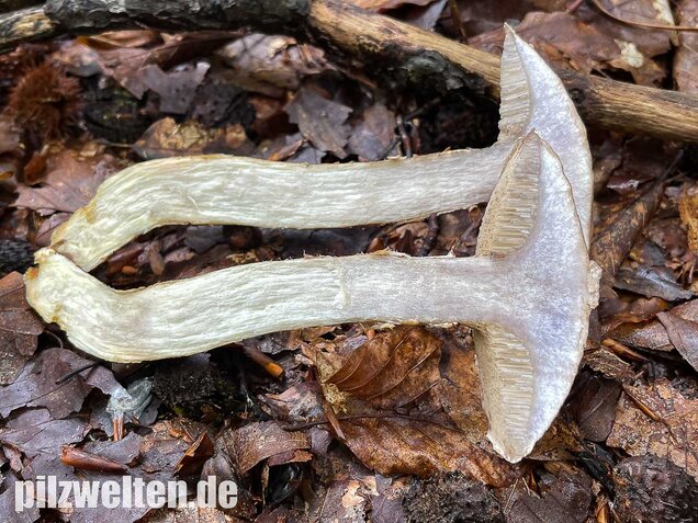 Grauer Lärchenröhrling, Suillus viscidus