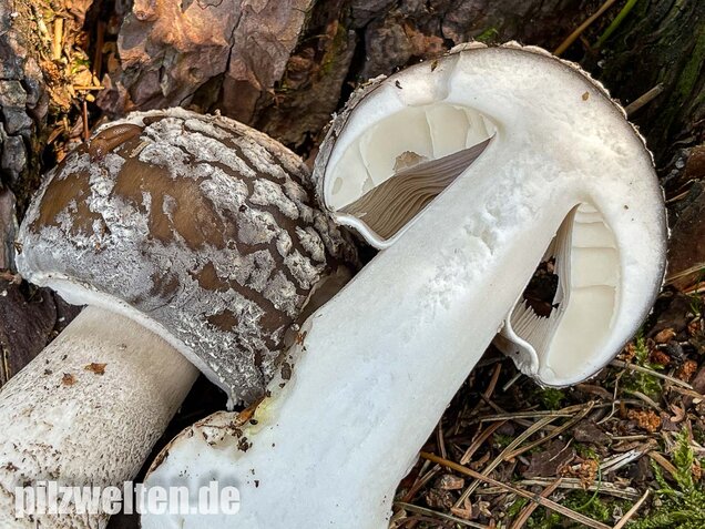 Grauer Wulstling, Amanita excelsa