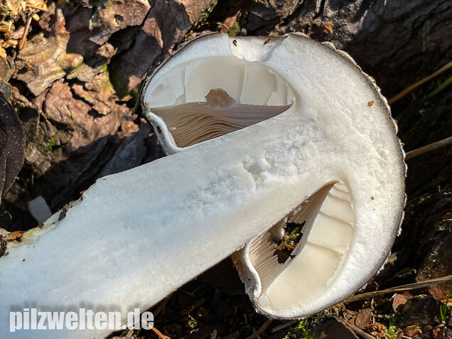 Grauer Wulstling, Amanita excelsa