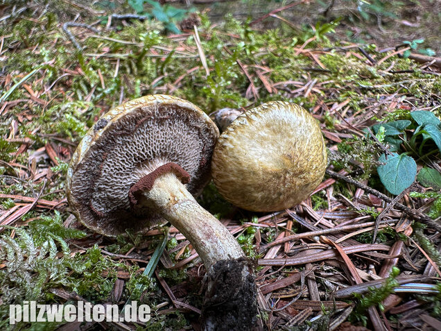 Gelbfleischiger Lärchenröhrling, Bresadolas Lärchenröhrling, Suillus bresadolae