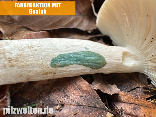 Grüner Speisetäubling, Russula heterophylla