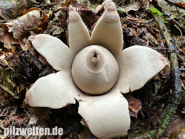 Halskrausen-Erdstern, Geastrum michelianum