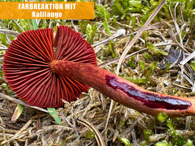 Blutroter Hautkopf, Bluthautkopf, Cortinarius sanguineus
