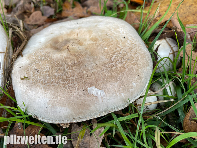 Karbolchampignon, Agaricus xanthodermus