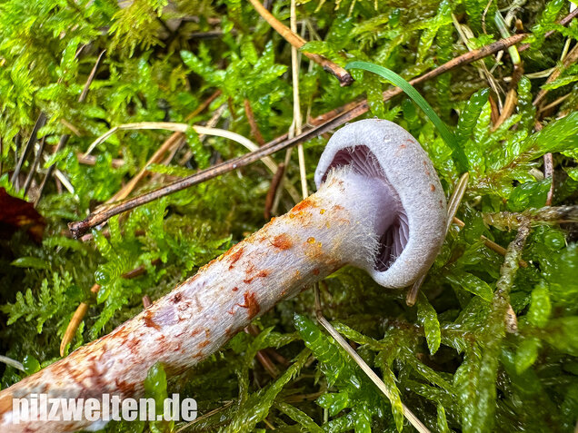 Kupferschuppiger Dickfuß, Cortinarius spilomeus