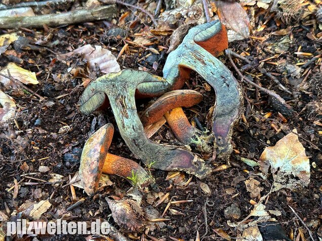 Kurznetziger Hexenröhrling, Suillellus mendax