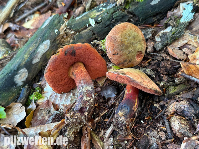 Kurznetziger Hexenröhrling, Suillellus mendax