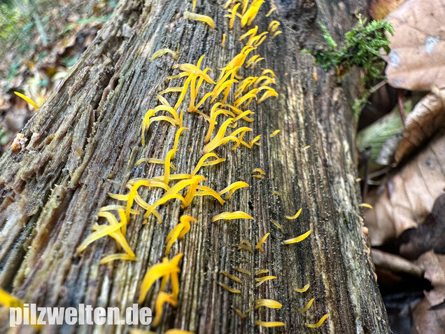 Laubholzhörnling, Calocera cornea