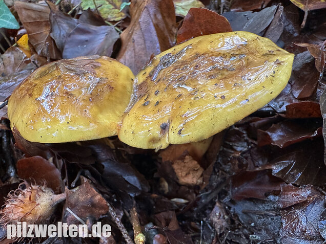 Schöngelber Klumpfuß, Calonarius splendens