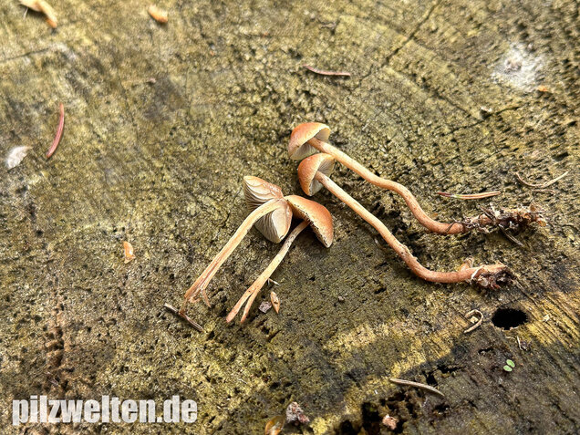 Natternstieliger Schwefelkopf, Hypholoma marginatum