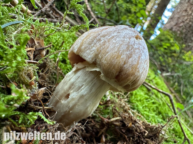 Reifpilz, Cortinarius caperatus