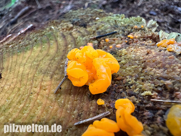 Riesengallertträne, Dacrymyces chrysospermus