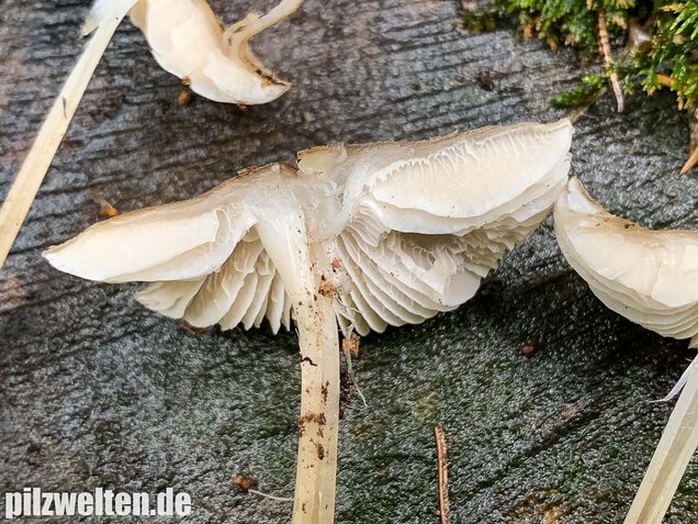 Rosablättriger Helmling, Mycena galericulata