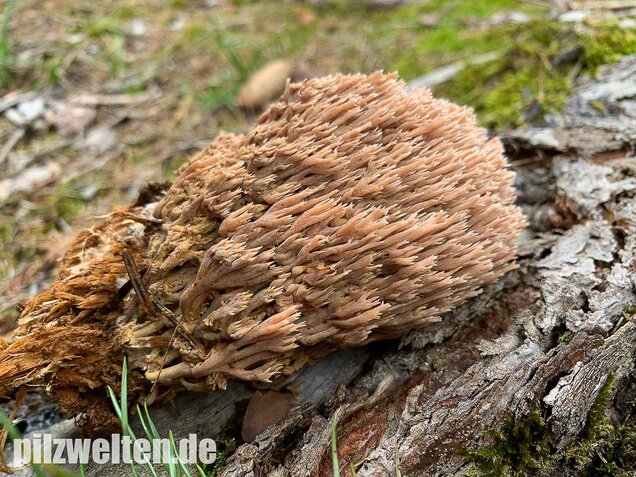 Rotbraune Koralle, Ramaria rubella