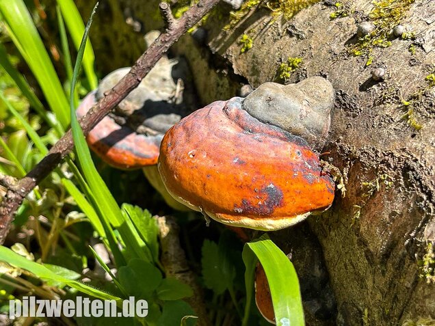 Rotrandiger Baumschwamm, Fomitopsis pinicola