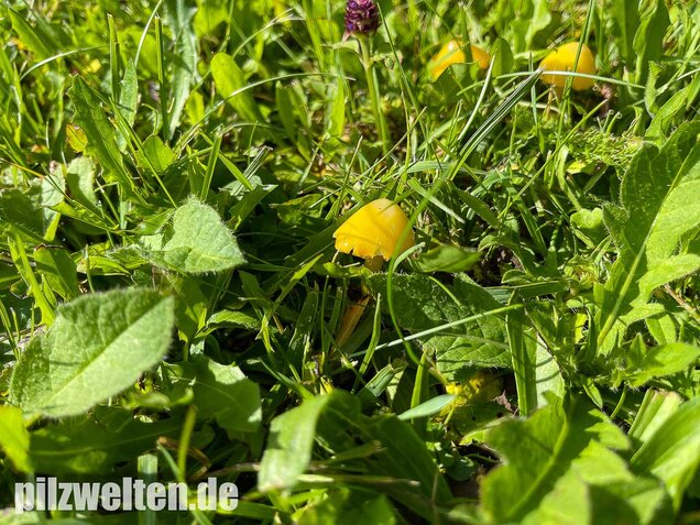 Safrangelber Saftling, Hygrocybe acutoconica
