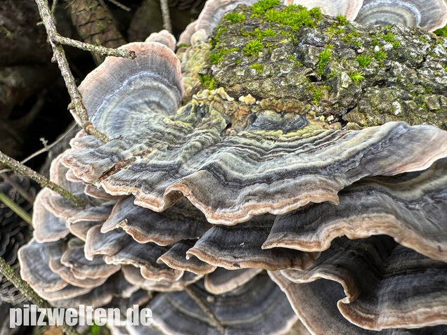 Schmetterlingstramete, Turkey tail mushroom, Trametes versicolor
