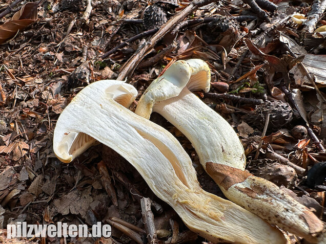 Gelbverfärbender Schneckling, Hygrophorus discoxanthus