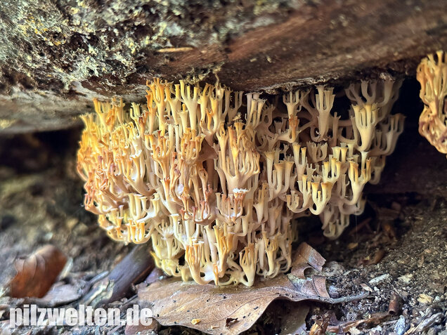 Verzweigte Becherkoralle, Artomyces pyxidatus