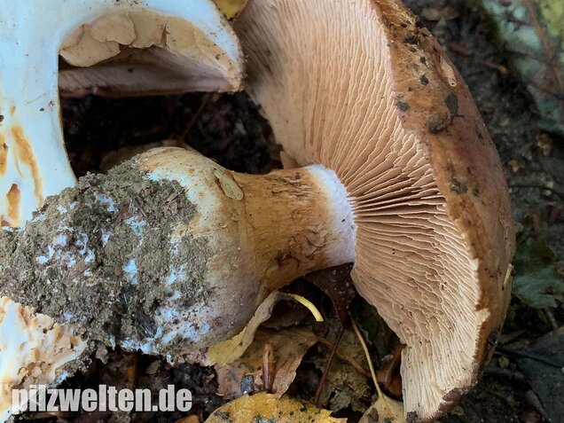 Violettrandiger Schleimkopf, Cortinarius balteatus