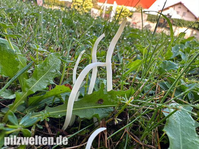 Wiesenkeule, Wurmförmige Keule, Clavaria fragilis