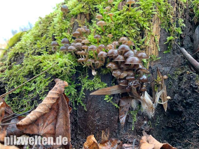 Winter-Helmling, Mycena tintinnabulum