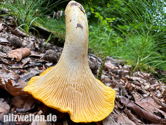 Blasser Pfifferling, Laubwaldpfifferling, Cantharellus pallens