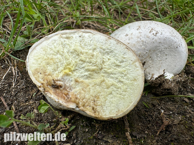 Bleigrauer Zwergbovist, Bleibovist, Bovista plumbea