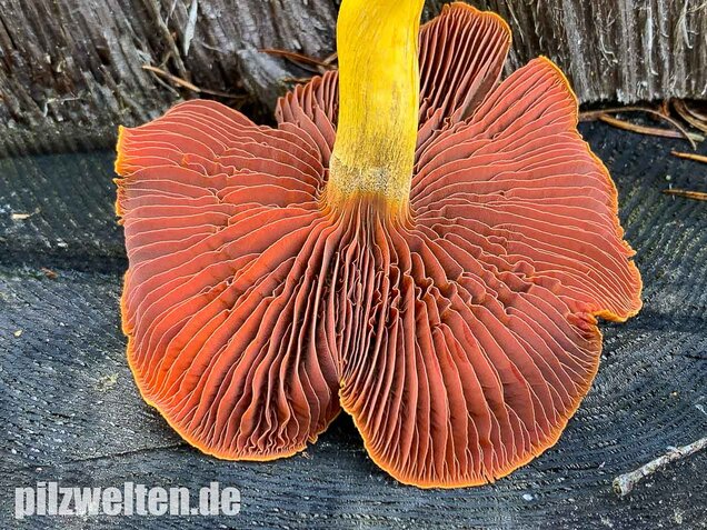 Blutblättriger Hautkopf, Cortinarius semisanguineus