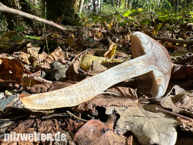 Braunschuppiger Ritterling, Feinschuppiger Ritterling, Tricholoma imbricatum