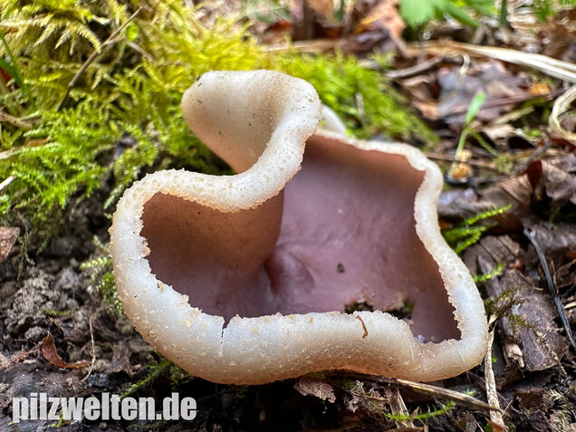Braunvioletter Brandstellenbecherling, Violetter Becherling, Geoscypha violacea