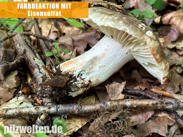 Dickblättriger Schwärztäubling, Russula nigricans