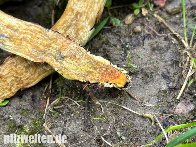 Eichenfilzröhrling, Hortiboletus engelii