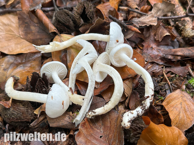 Elfenbeinschneckling, Hygrophorus eburneus