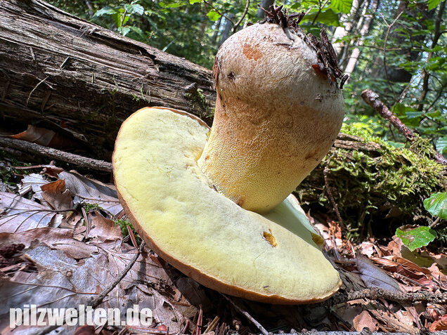 Nadelwald Anhängselröhrling, Gelber Steinpilz, Butyriboletus subappendiculatus