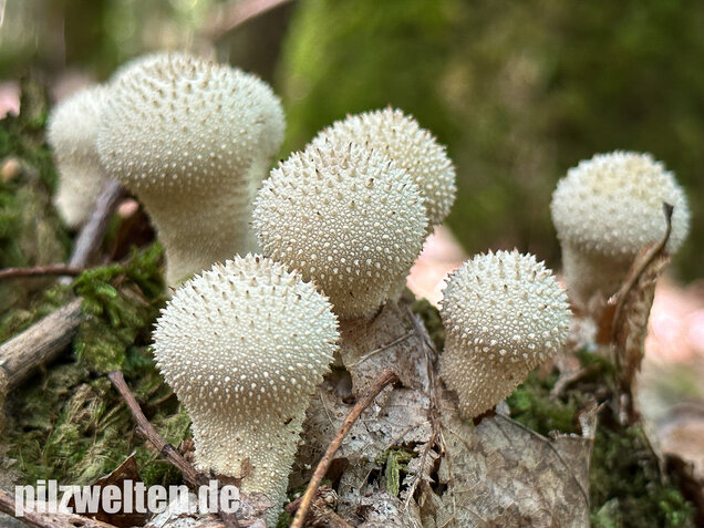 Flaschenstäubling, Flaschenbovist, Lycoperdon perlatum