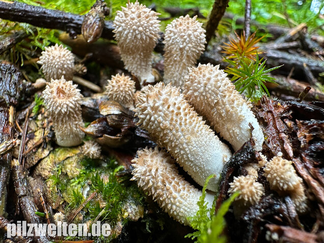 Flaschenstäubling, Flaschenbovist, Lycoperdon perlatum