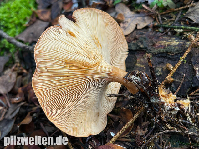 Fuchsiger Röteltrichterling, Paralepista flaccida