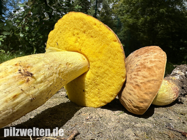 Gehämmerter Röhrling, Hemileccinum depilatum