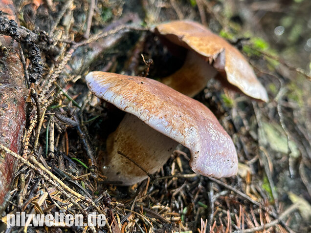 Dunkelfleckender Schleimkopf, Phlegmacium violaceomaculatum