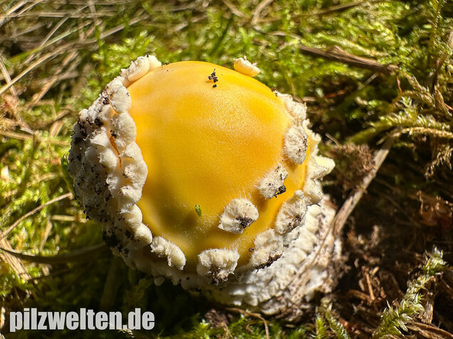 Gelber Fliegenpilz, Amanita muscaria var. formosa