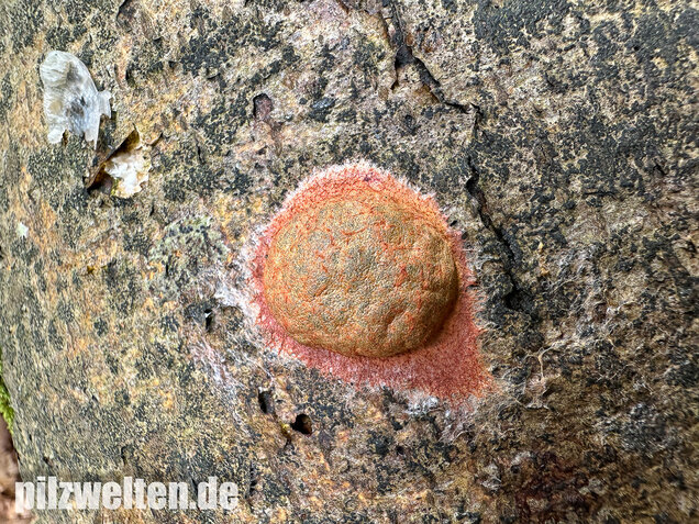 Gelboranger Schleimpilz, Rotoranger Schleimpilz, Fuligo leviderma