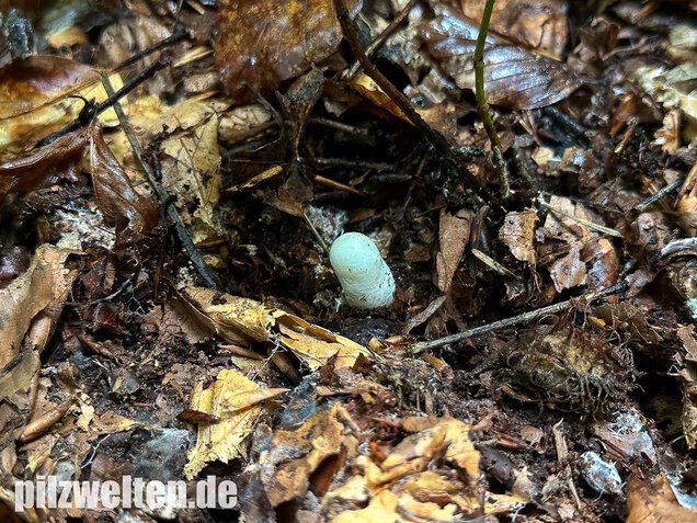 Gemeine Hundsrute, Mutinus caninus