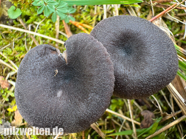 Gesägter Rötling, Entoloma serrulatum