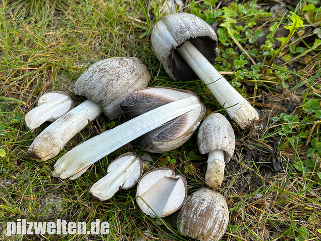 Grauer Faltentintling, Coprinopsis atramentaria