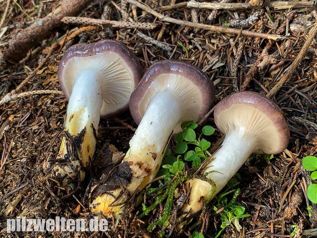 Großer Schmierling, Kuhmaul, Gomphidius glutinosus