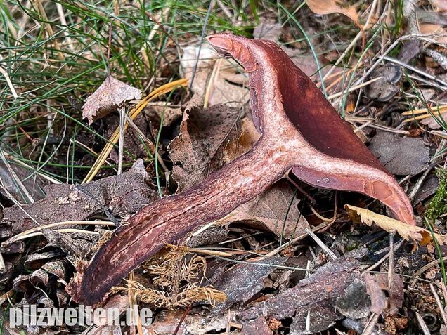 Kampfermilchling, Lactarius camphoratus