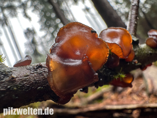 Kreisel-Drüsling, Exidia recisa